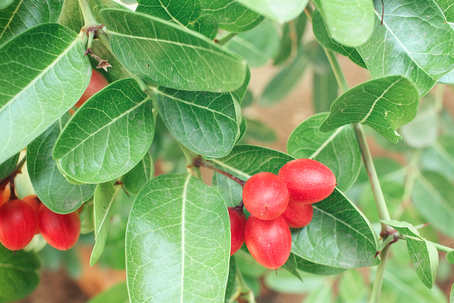 Wunderbeeren am Strauch